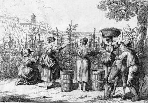 illustration of people in a vineyard collecting and trampling grapes