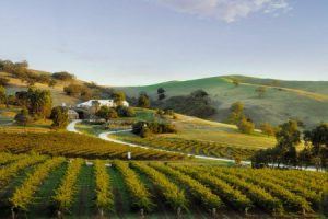 Ideal wine growing country with rolling hills