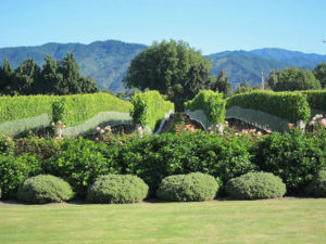 photo of beautiful grape vines in Marlborough region in New Zealand