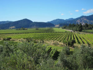 picture of wine growing area of New Zealand's south island